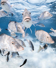 Load image into Gallery viewer, Kids Fish Hooded Towel - Coral Bay