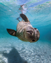 Load image into Gallery viewer, Kids Sea Lion Hooded Towel - Jurien Bay