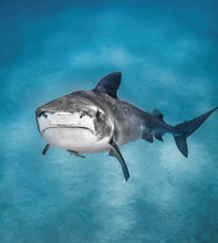 Load image into Gallery viewer, Kids Shark Hooded Towel - Coral Bay