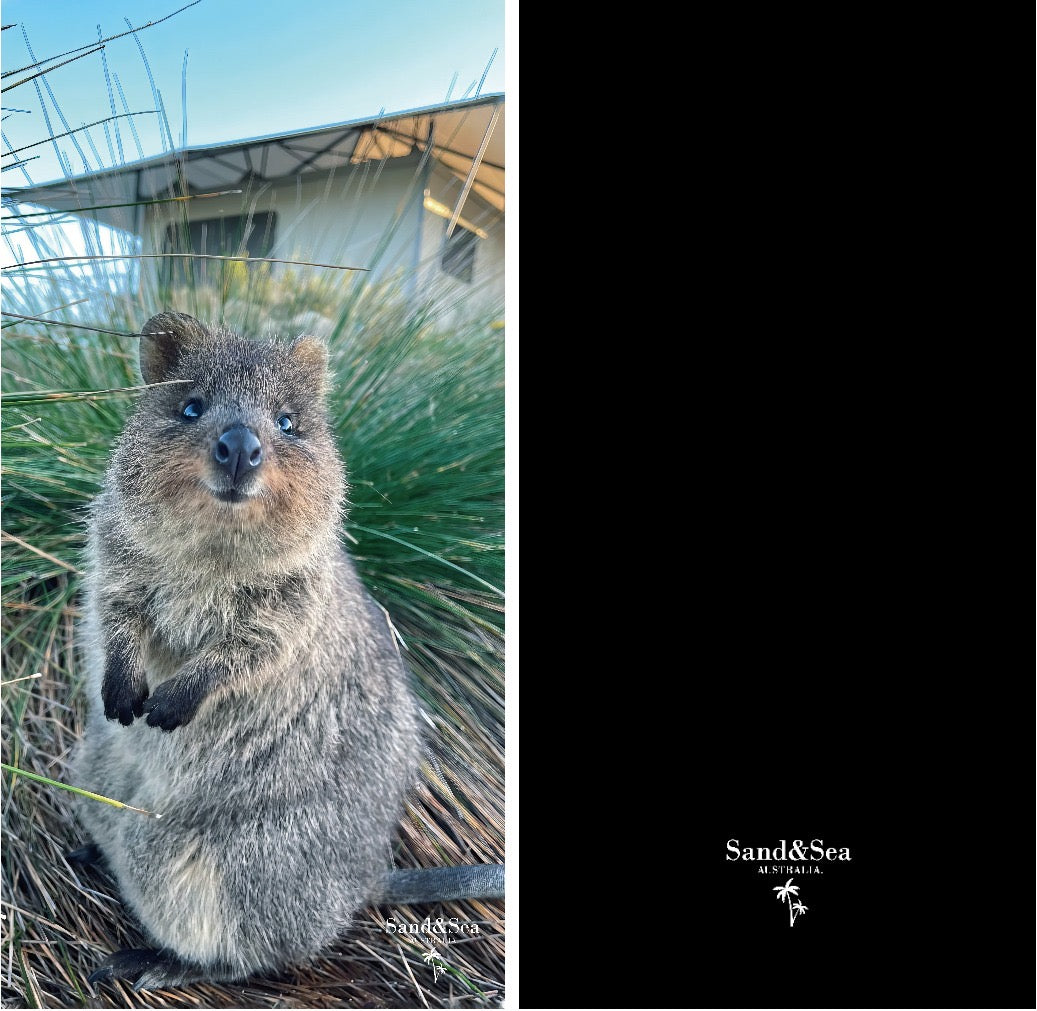 Rottnest Quokka