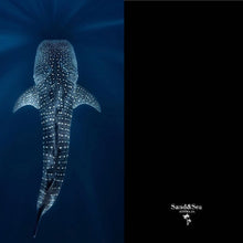 Load image into Gallery viewer, Exmouth Whale Shark
