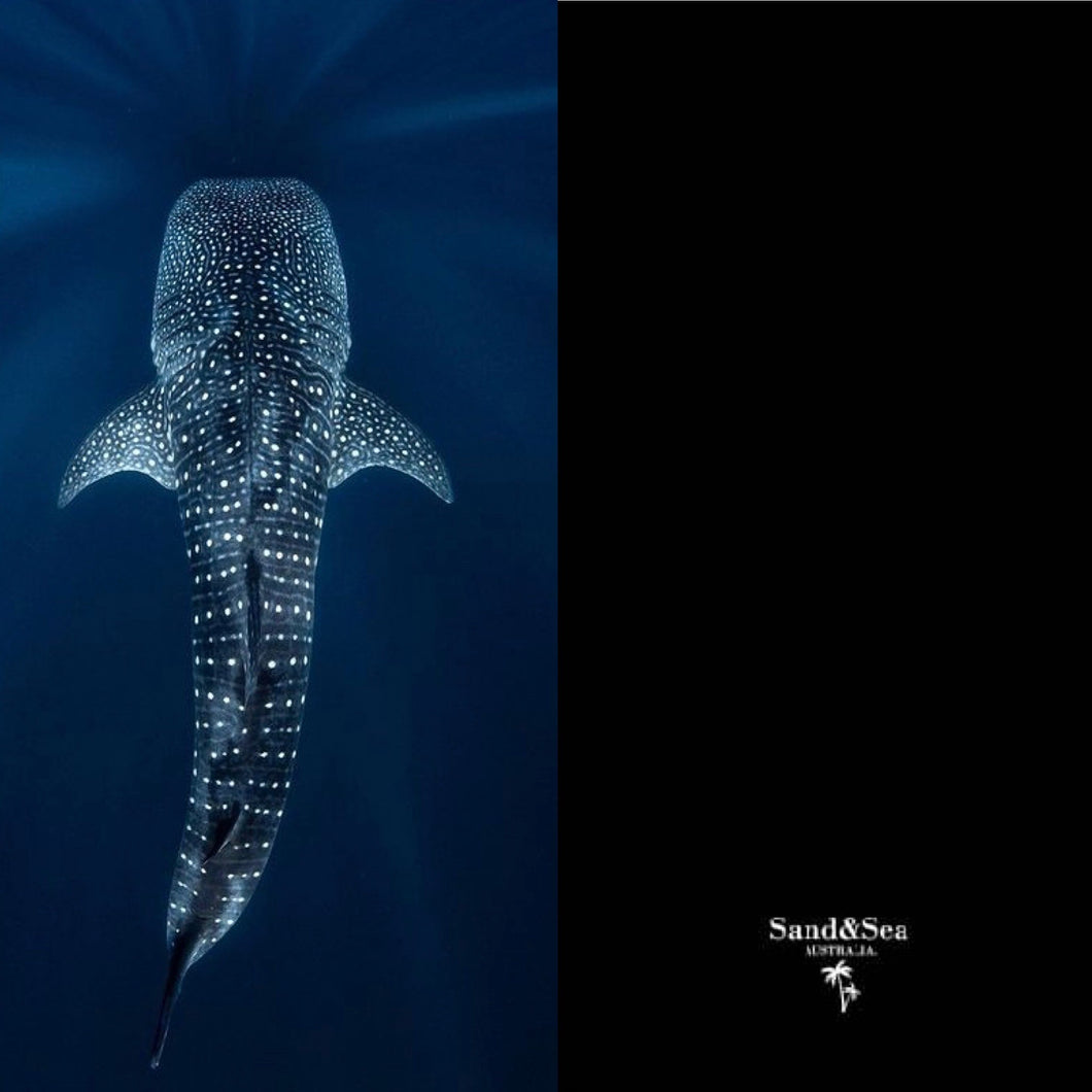 Exmouth Whale Shark